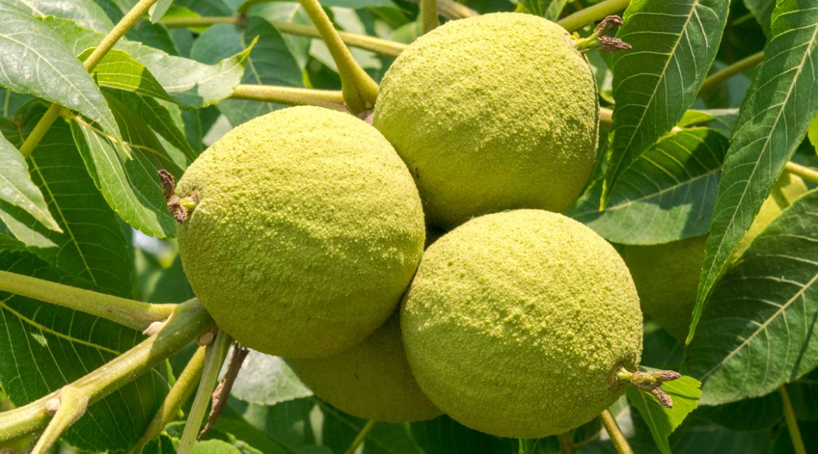 Crni orah (Juglans nigra)