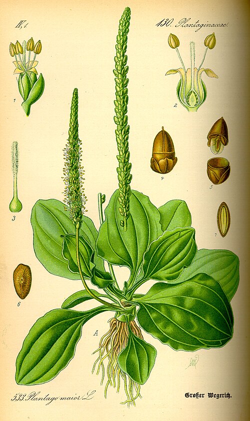 Bokvica (Plantago major / Plantago lanceolata)