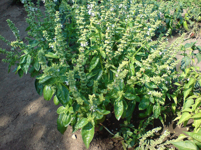 Bosiljak (Ocimum basilicum)