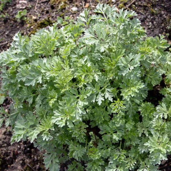 Beli pelin (Artemisia absinthium)