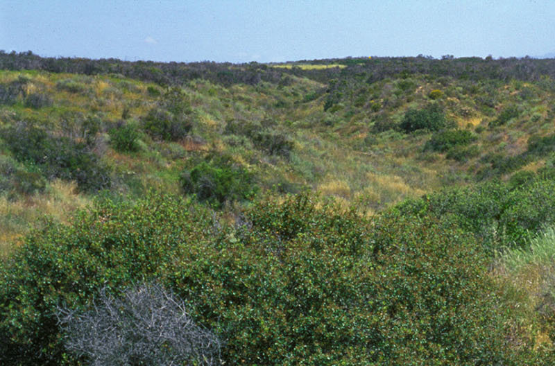 Čaparal (Larrea tridentata)