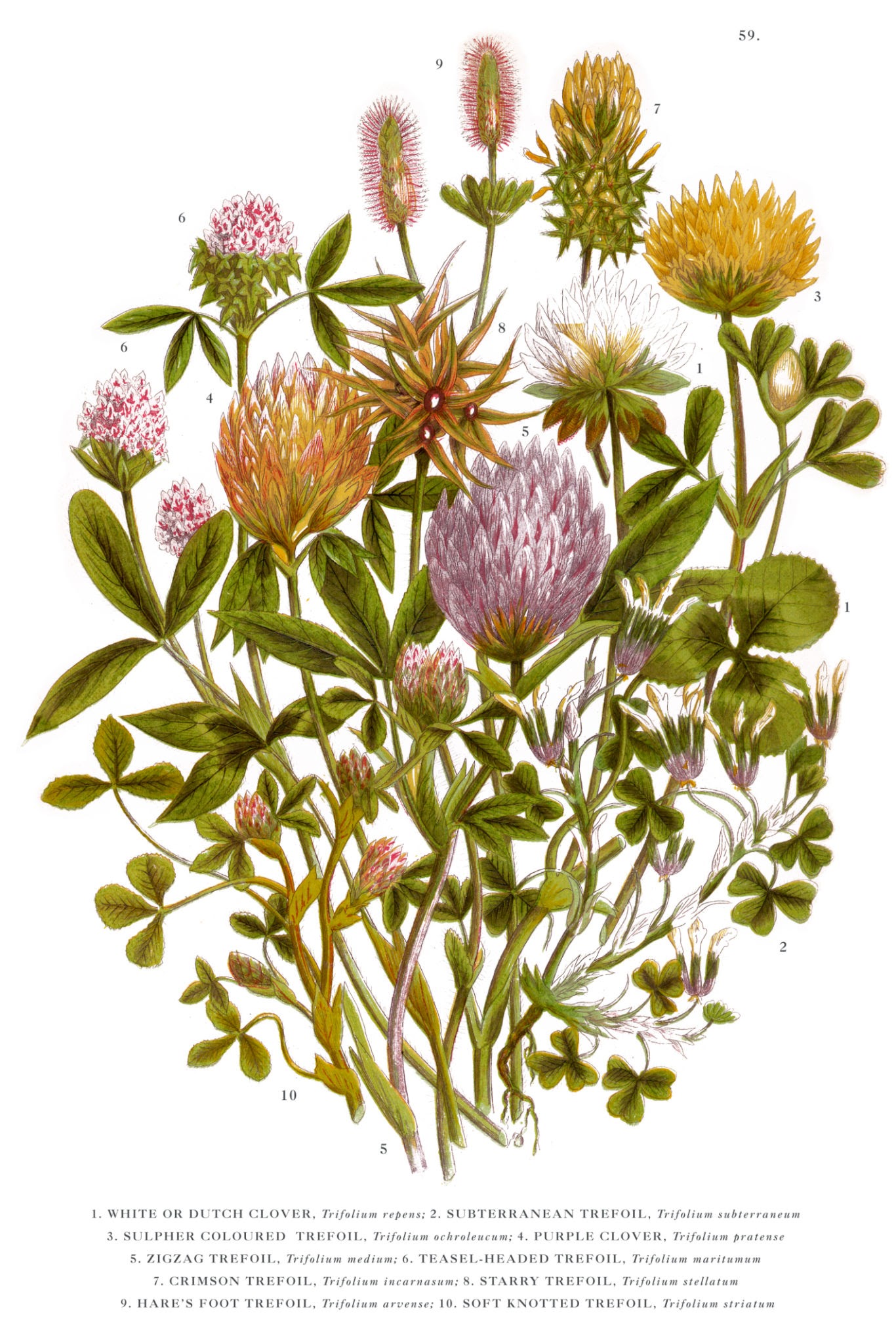 Crvena detelina (Trifolium pratense)
