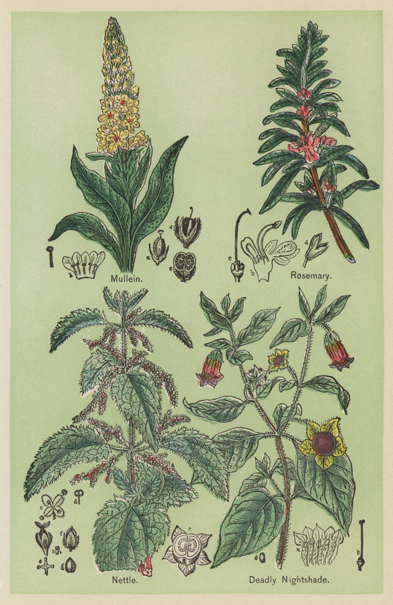 Divizma (Verbascum thapsus)