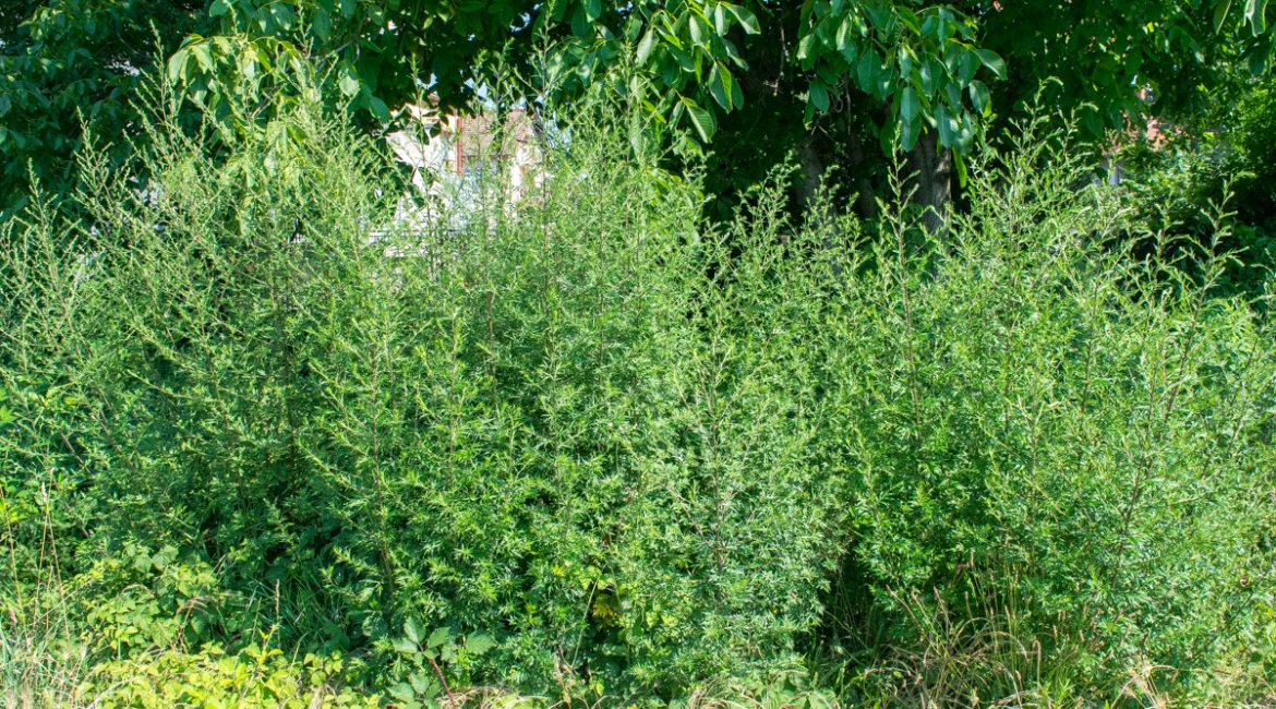 Divlji pelin (Artemisia vulgaris)