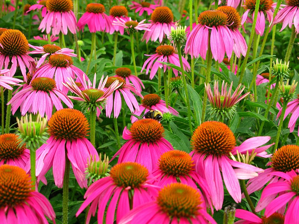 Ehinacea (Echinacea purpurea)