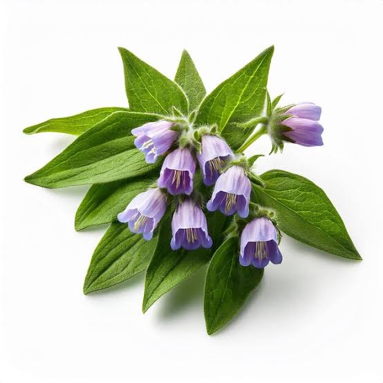 Gavez (Symphytum officinale)