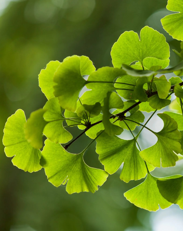 Ginko (Ginkgo biloba)