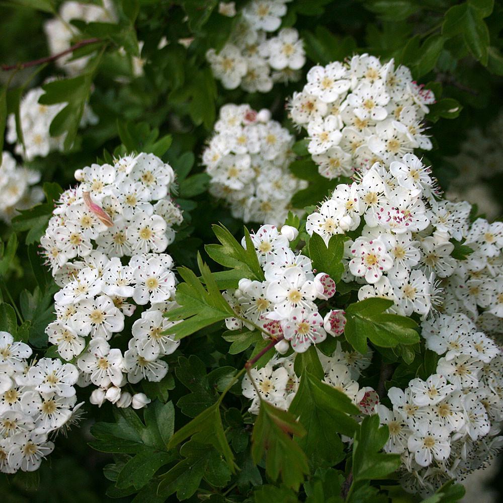 Glog (Crataegus)