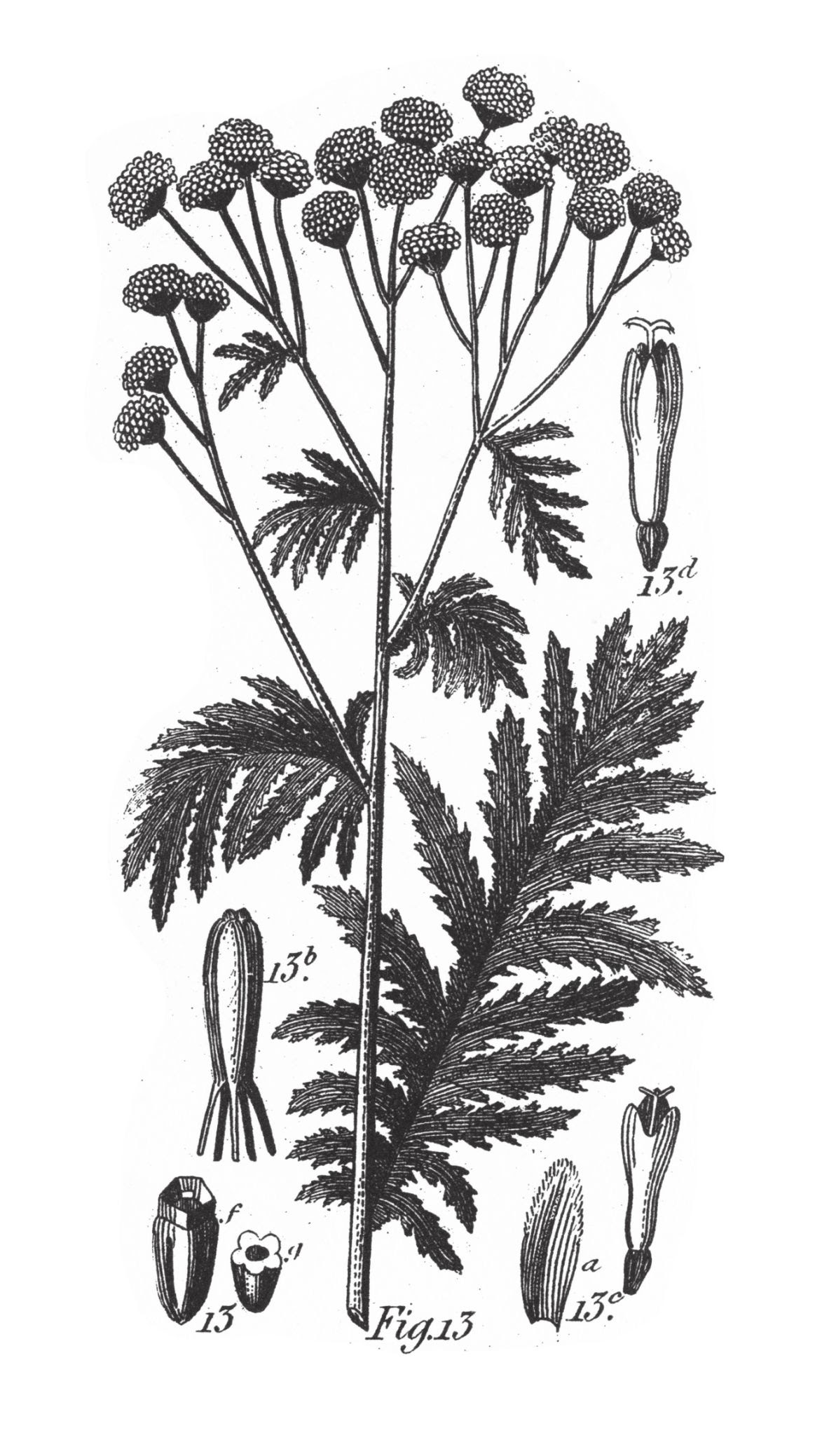 Hajdučka trava (Achillea millefolium)