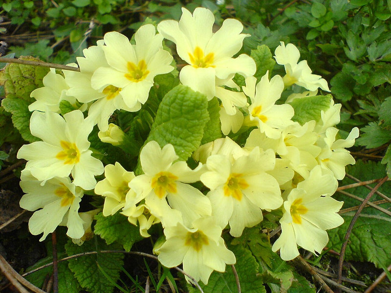 Jagorčevina (Primula veris)