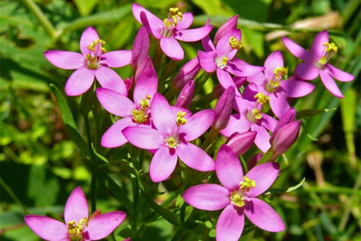 Kičica (Centaurium erythraea)