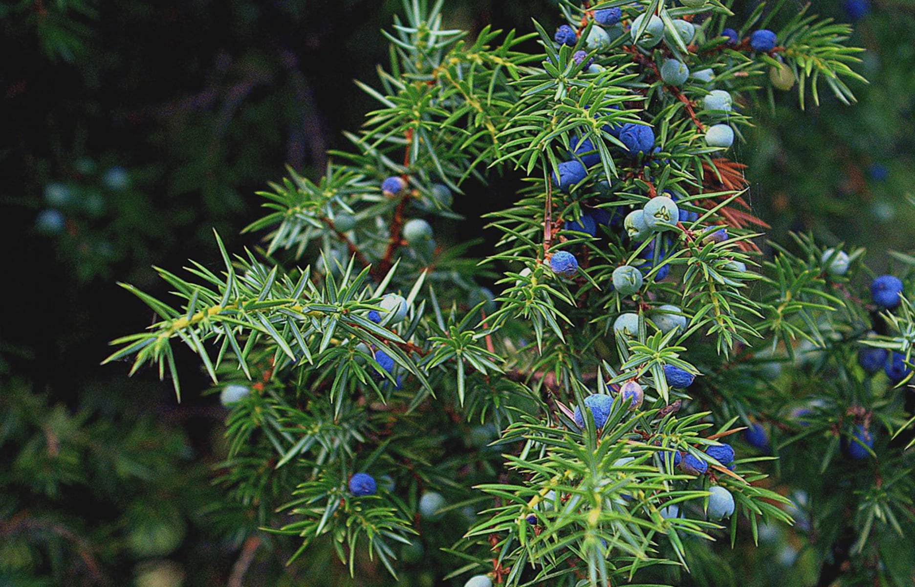 Kleka (Juniperus communis)