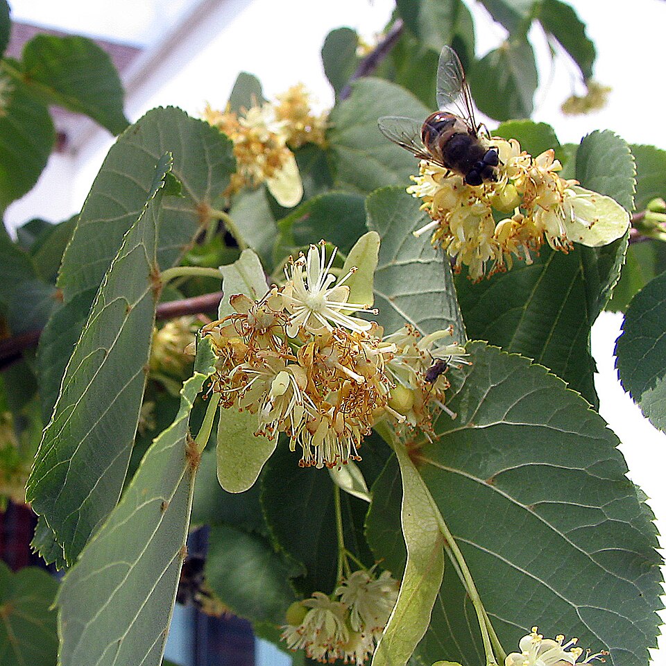 Lipa (Tilia cordata)