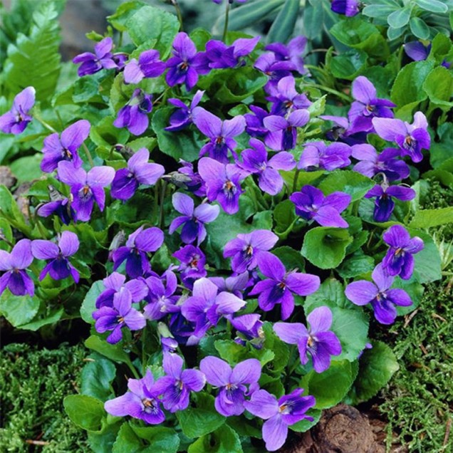 Ljubičica (Viola odorata)