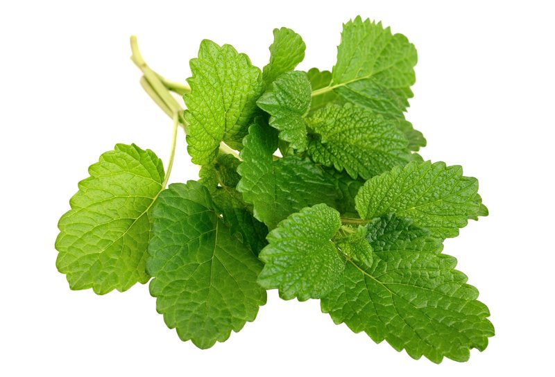 Matičnjak (Melissa officinalis)