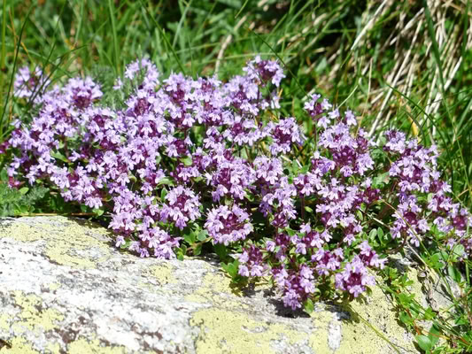 Majčina dušica (Thymus serpyllum)