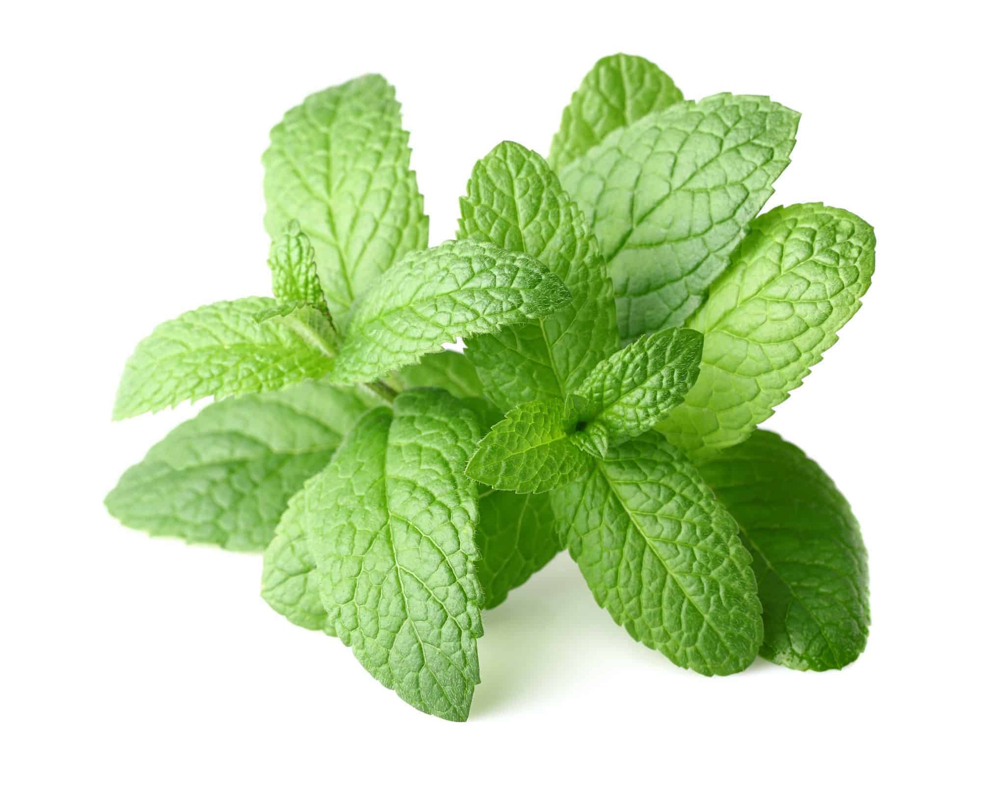 Nana (Mentha piperita)