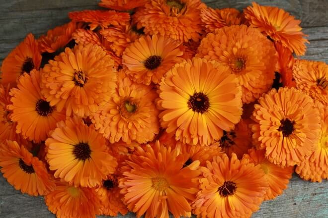 Neven (Calendula officinalis)