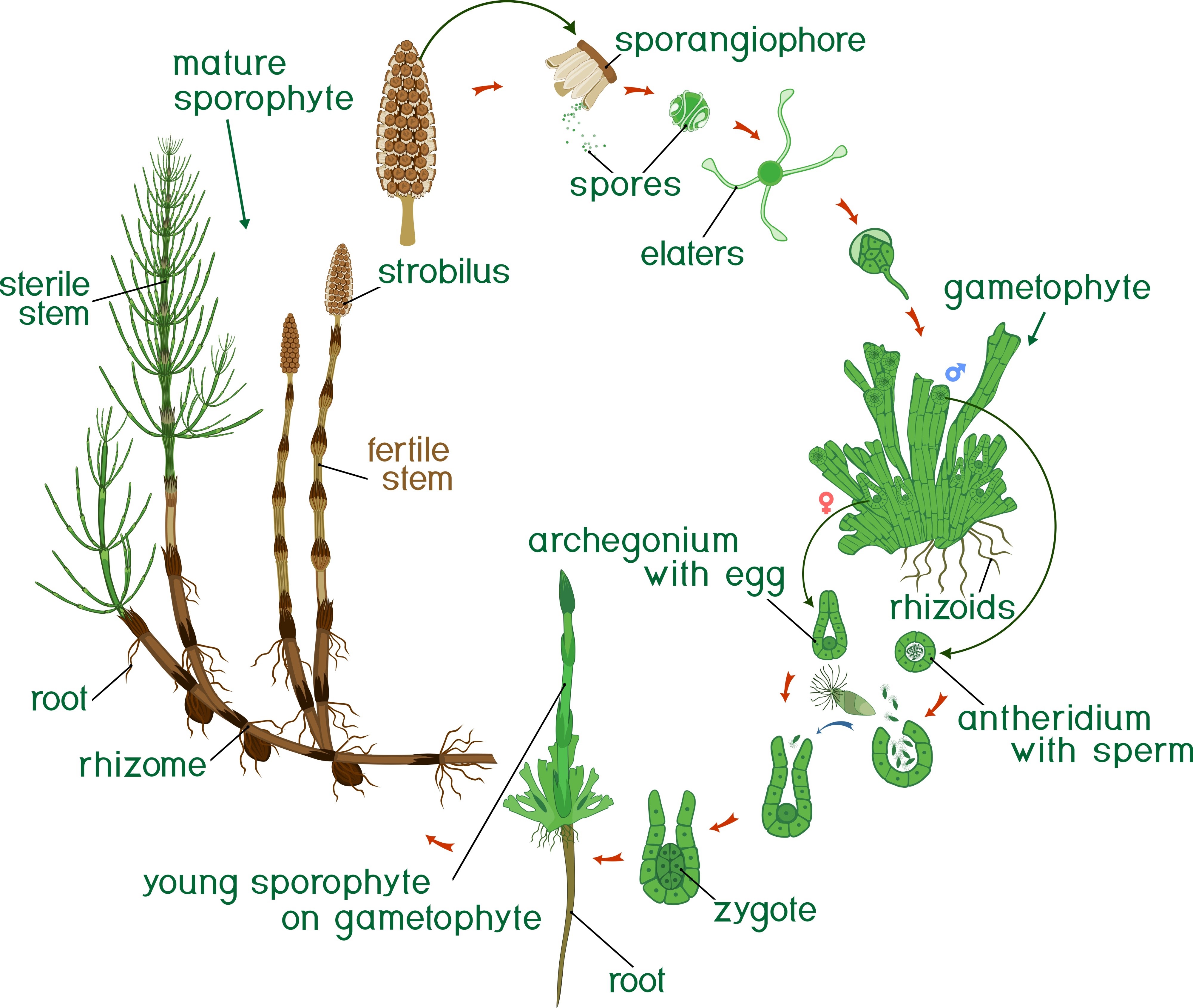 Rastavić (Equisetum arvense)