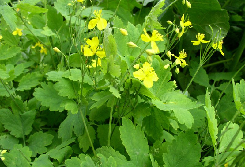 Rusa (Chelidonium majus)