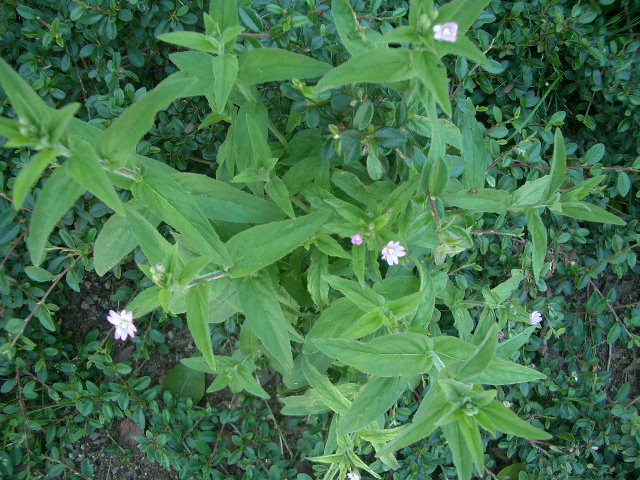 Sitnocvetna mlečika (Epilobium parviflorum)