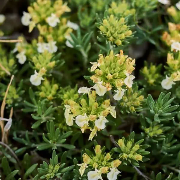Trava Iva (Teucrium montanum)