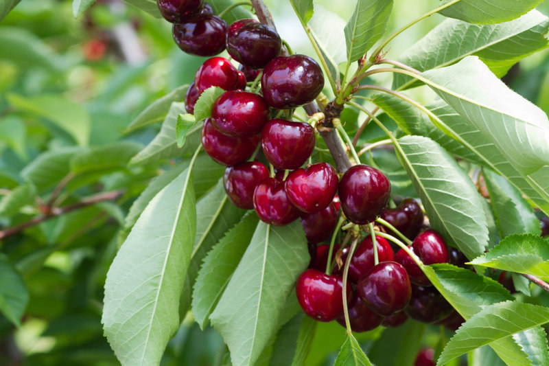 Trešnja (Prunus avium)