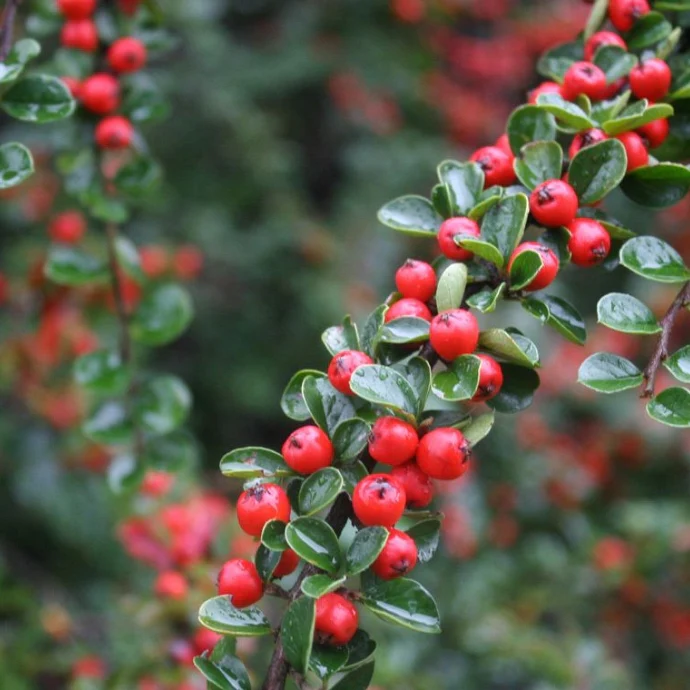 Uva (Arctostaphylos uva-ursi)