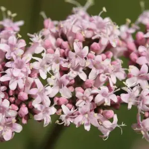 Valerijana (Valeriana officinalis)