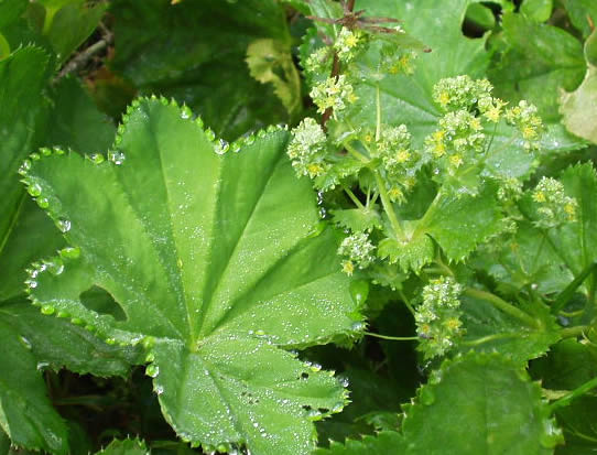 Virak (Alchemilla vulgaris)