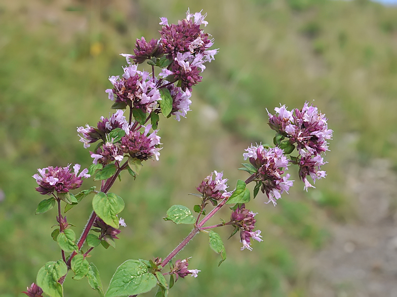 Vranilova trava (Origanum vulgare)