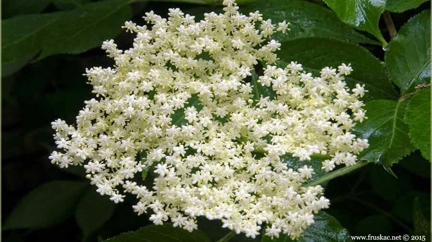 Zova (Sambucus nigra)